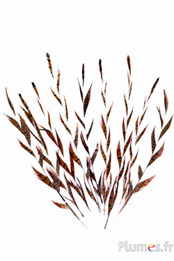 Goldfasan Ähre - 25-35 cm - natur